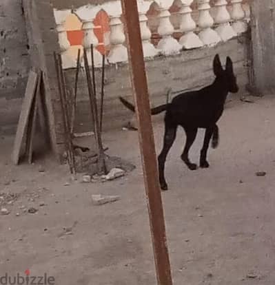 جرو ايه نتايه مالينو عمر 3شهور