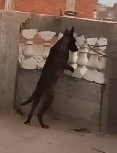 جرو مالينو شربونى3 شهور