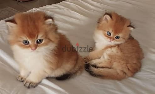 British long  hair kittens