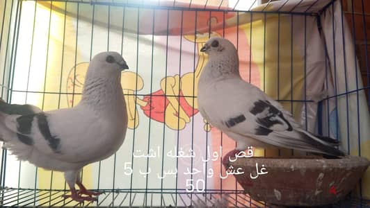 تصفيه حمام شغال