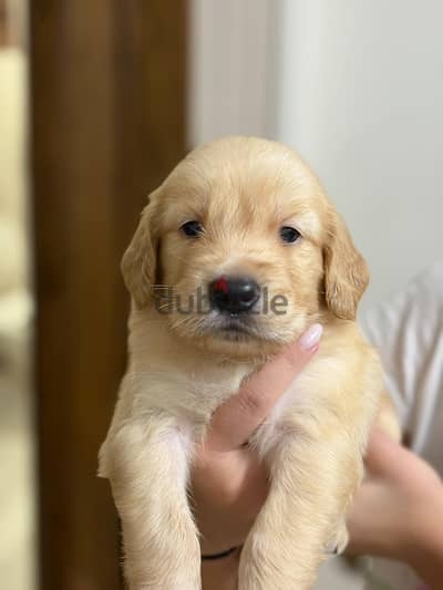 جولدن ريتريفر golden retriever