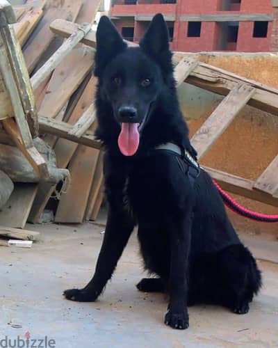 Belgian Shepherd