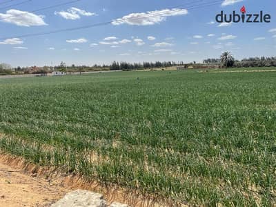 للبيييع فدان زرااعي بوادي النطرون