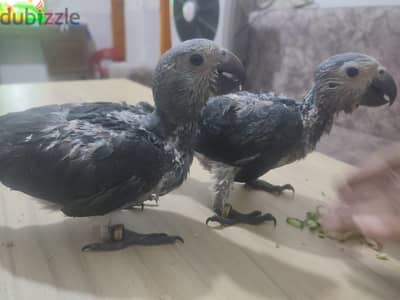 ببغاء التمنه تفريخ مصري دبل مغلقه زوج زغاليل ببغاء