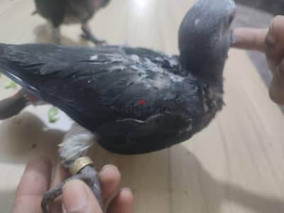 ببغاء التمنه تفريخ مصري دبل مغلقه زوج زغاليل ببغاء