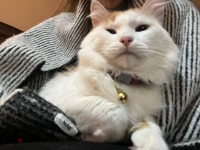 Male cat for adoption