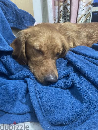 كلبه golden retriever للتبني