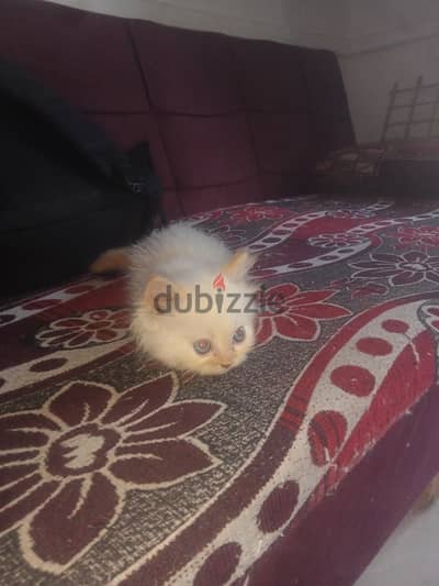 قط هيمالايا