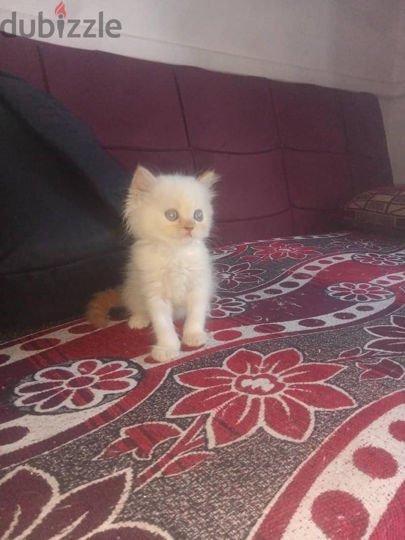قط هيمالايا 1