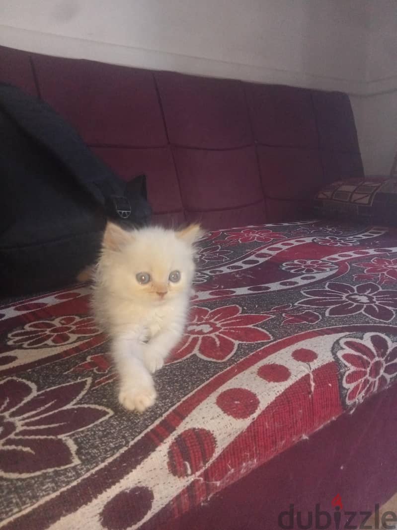 قط هيمالايا 2