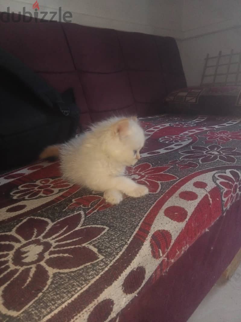 قط هيمالايا 3