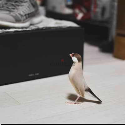 جاوا فون