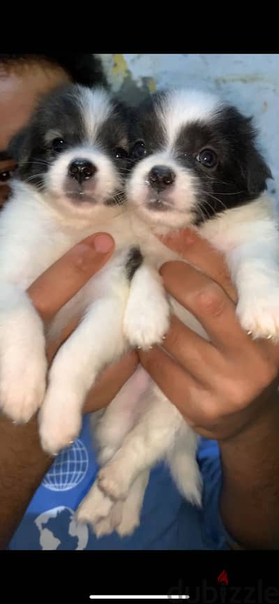 High quality griffon puppy
