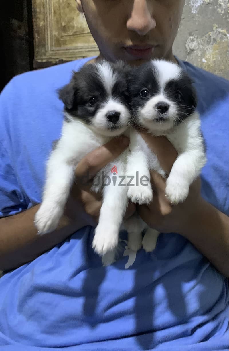 High quality griffon puppy 1