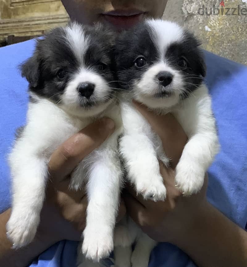 High quality griffon puppy 2