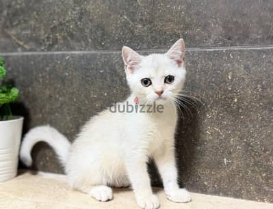 British Shorthair Silver Shaded
