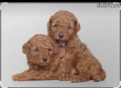 the best toy poodle puppies small size