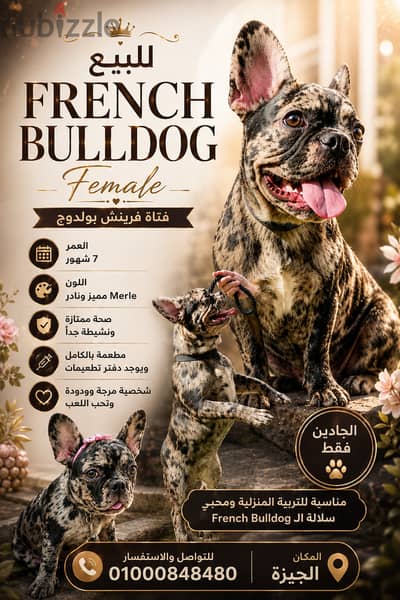 Femal french polldog
