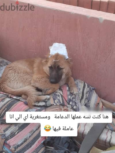 ذكر جيرمن سيبل