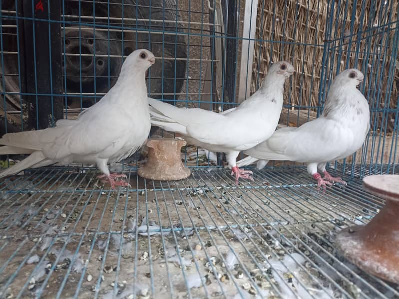 شباب صافي 1