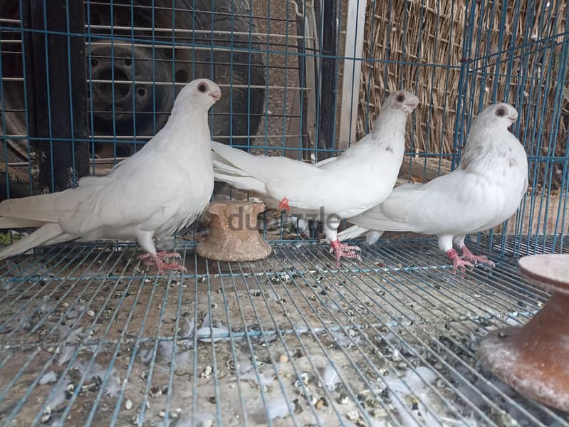 شباب صافي 2