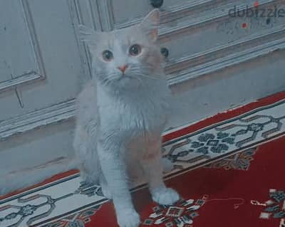 قطه شيرازاي