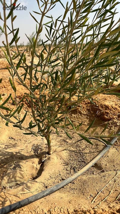 أرض زراعية للبيع في سيوة بمساحة 58 فدان