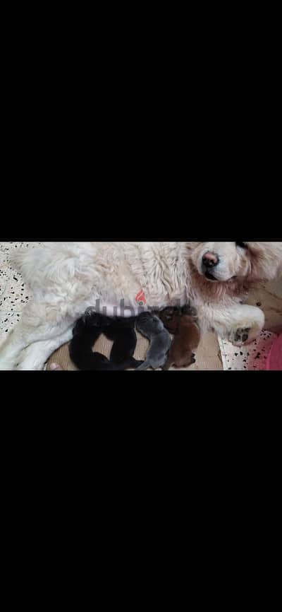 تشاو تشاو chow chow