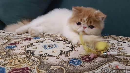 قط برشن اصول مسجلة