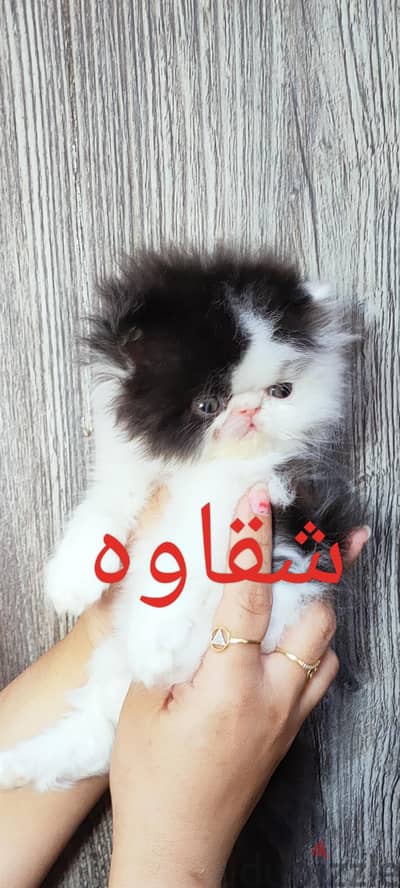 ذكور بيرشن