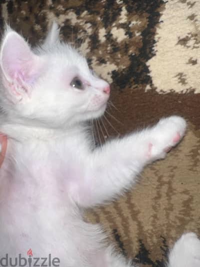للبيع القطه سوسه تقدر تغير اسمها