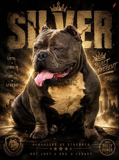 اقوي دكر بولي للجواز American bully