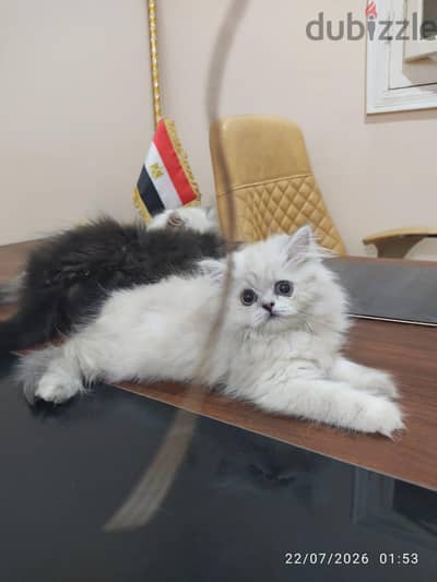 احلي دبدوبة  بنت هيمالايا بلو