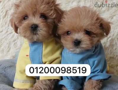 مالتيبو malti poo