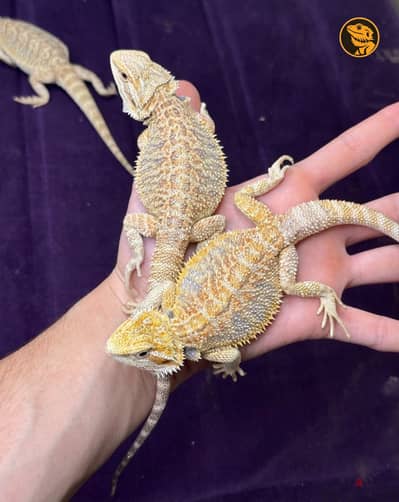 بيردد دراجون للبيع Bearded dragons