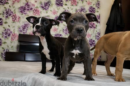 American Bully Classic Puppies