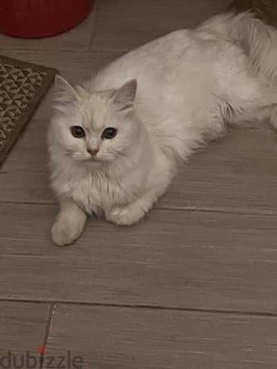 قطة شيرازي