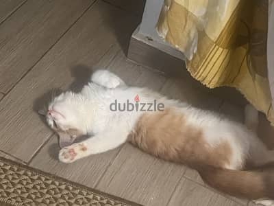 قط للتبني