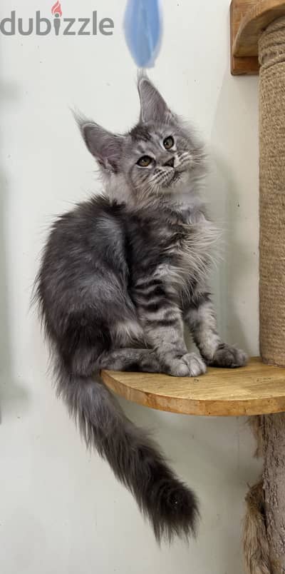 Maine coon black silver European line