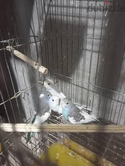 4 شبابات للبيع