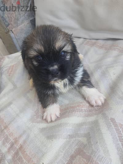dogs for sale