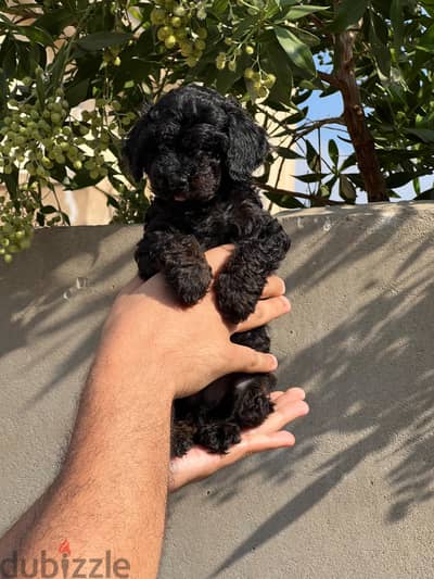toy poodle