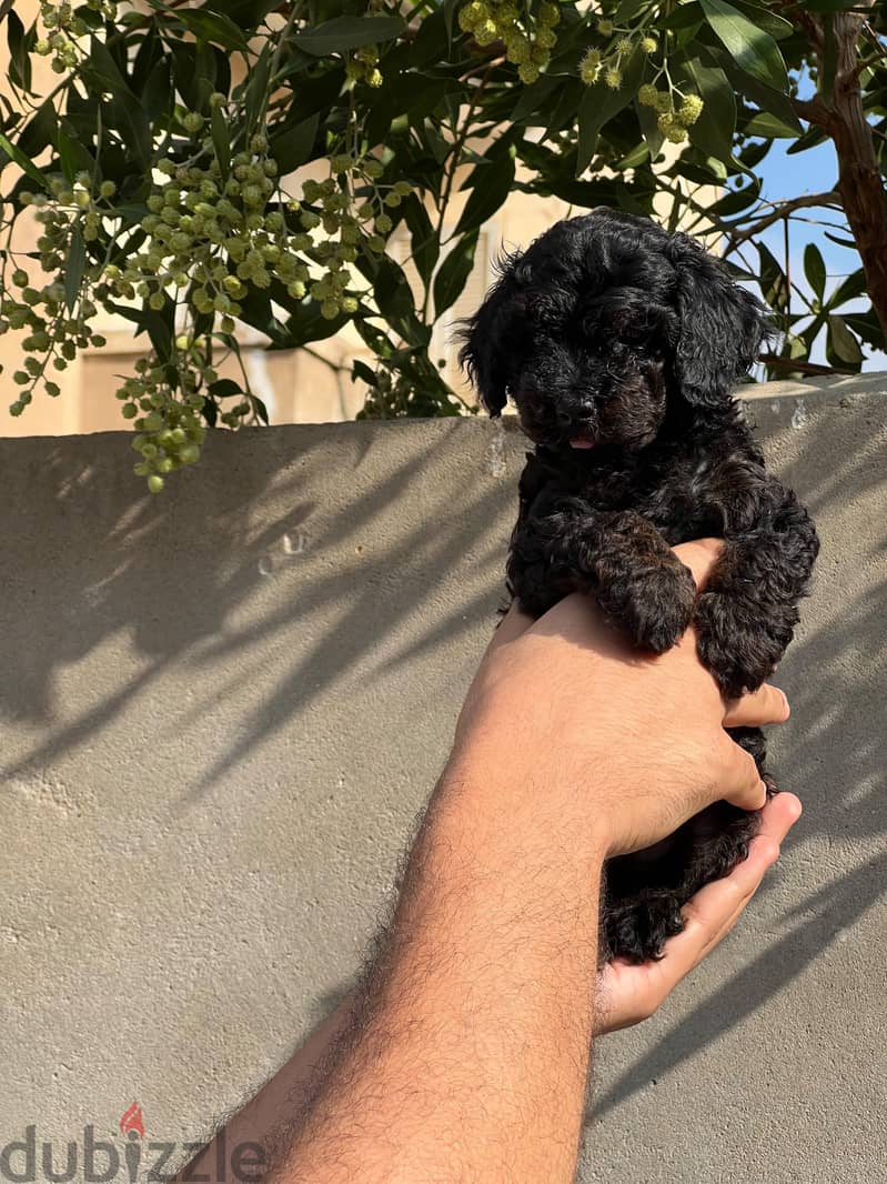 toy poodle 1