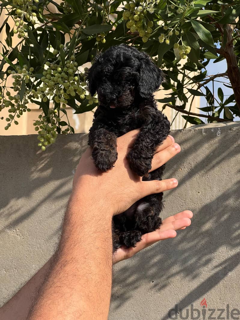 toy poodle 2