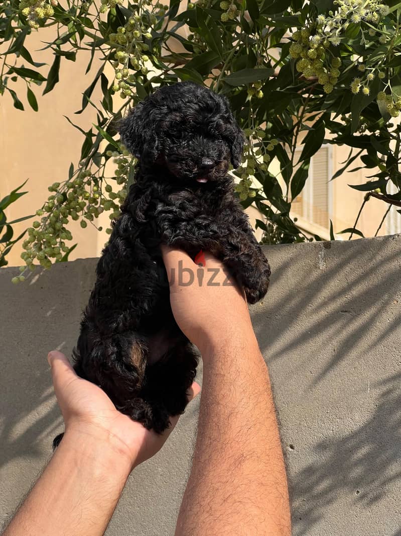 toy poodle 3