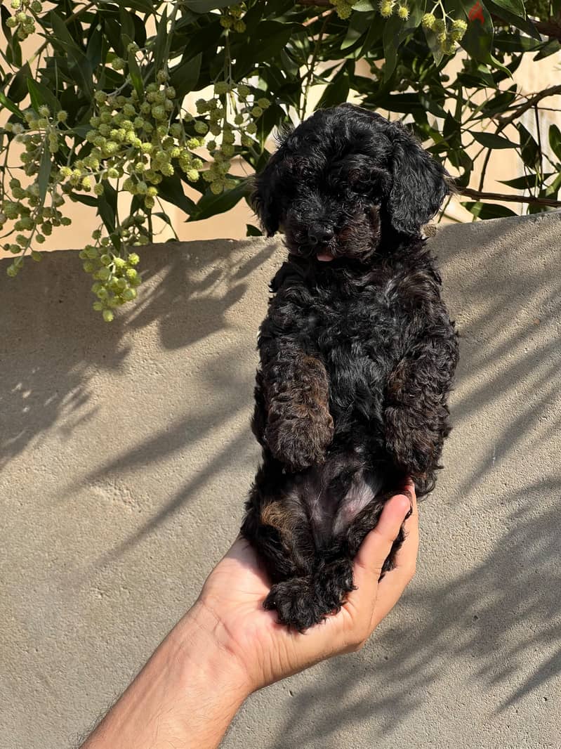 toy poodle 4