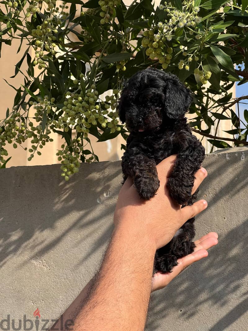 toy poodle 6