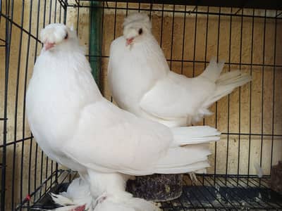 متاح زغاليل وشباب اسكندريه فلمنج للاستعلام الاتصال تليفون فقط