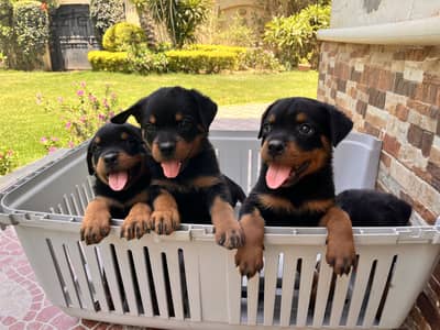 Gorgeous vaccinated 2 months old original Rottweiler puppies