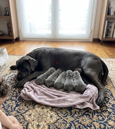 Top Quality Cane Corso Puppies